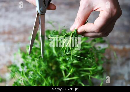 Mit einer Schere schneiden die Hände des Mannes Mikrogrüns. Frische, saftige Keimlinge von Erbsen. Trace-Elemente. Superfoods. Stockfoto