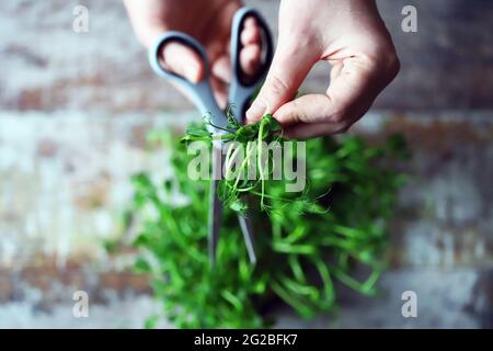 Mit einer Schere schneiden die Hände des Mannes Mikrogrüns. Frische, saftige Keimlinge von Erbsen. Trace-Elemente. Superfoods. Stockfoto