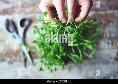 Mit einer Schere schneiden die Hände des Mannes Mikrogrüns. Frische, saftige Keimlinge von Erbsen. Trace-Elemente. Superfoods. Stockfoto