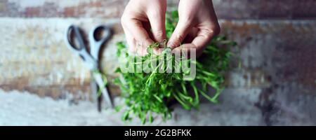 Mit einer Schere schneiden die Hände des Mannes Mikrogrüns. Frische, saftige Keimlinge von Erbsen. Trace-Elemente. Superfoods. Stockfoto