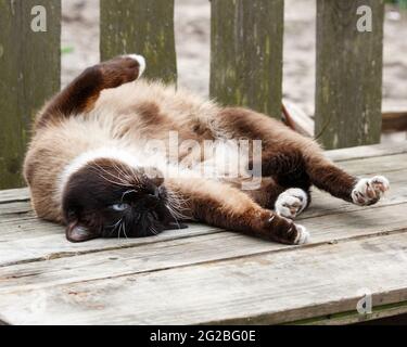 Siamkatze liegt auf einer Holzbank Stockfoto