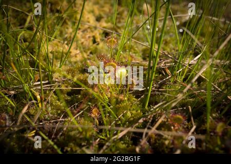 Sümpfe. Weißrussische Sümpfe sind die Lungen Europas. Ökologisches Reservat Yelnya. Stockfoto