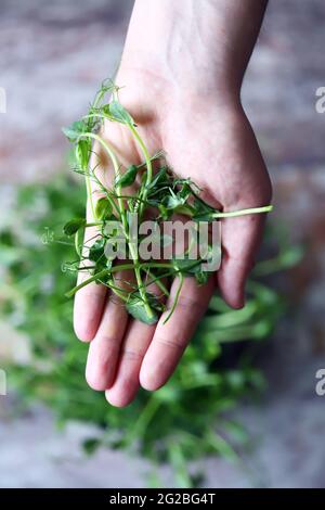 Micro Greens in der Handfläche. Frische Keimlinge von Erbsen. Stockfoto