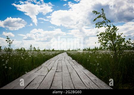 Sümpfe. Weißrussische Sümpfe sind die Lungen Europas. Ökologisches Reservat Yelnya. Stockfoto