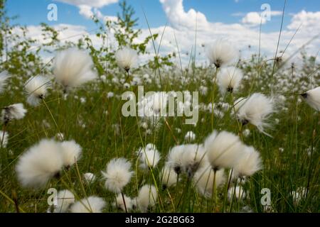 Sümpfe. Weißrussische Sümpfe sind die Lungen Europas. Ökologisches Reservat Yelnya. Stockfoto