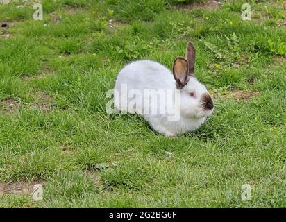 Hauskaninchen im Korb Stockfoto