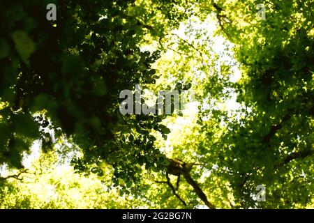 Blick nach oben durch Baumkronen auf den Wald Stockfoto