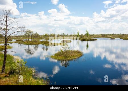 Sümpfe. Weißrussische Sümpfe sind die Lungen Europas. Ökologisches Reservat Yelnya. Stockfoto