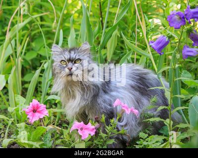 Portrait sehr alte Katze im Sommergarten Stockfoto