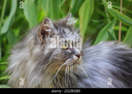 Portrait sehr alte Katze im Sommergarten Stockfoto