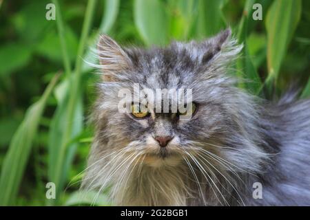 Portrait sehr alte Katze im Sommergarten Stockfoto