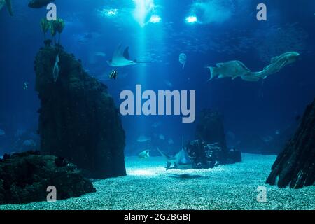 Fischbecken mit mehreren Arten mit Schwerpunkt auf Hai. Stockfoto