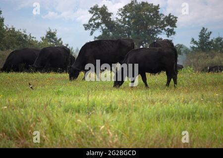 Herde kleiner Kälber auf der Weide Stockfoto