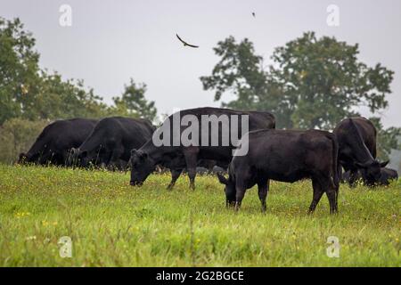 Herde kleiner Kälber auf der Weide Stockfoto