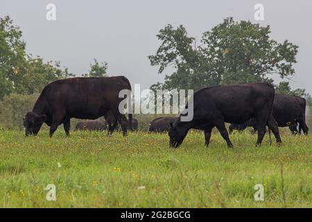 Herde kleiner Kälber auf der Weide Stockfoto