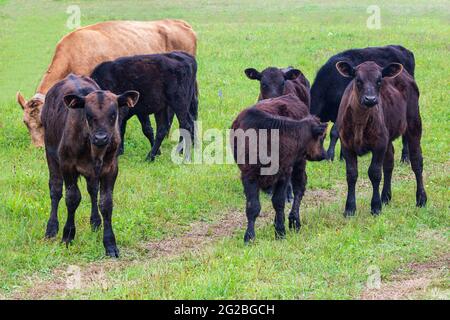 Herde kleiner Kälber auf der Weide Stockfoto