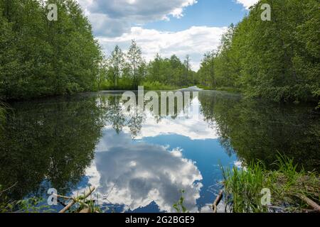 Sümpfe. Weißrussische Sümpfe sind die Lungen Europas. Ökologisches Reservat Yelnya. Stockfoto