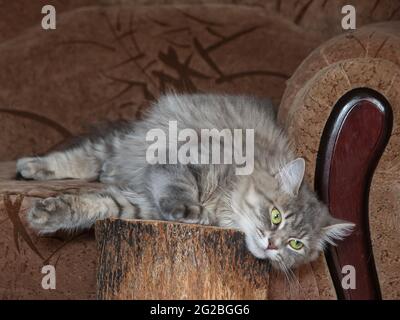 Wunderbare Katze spielt im Haus Stockfoto