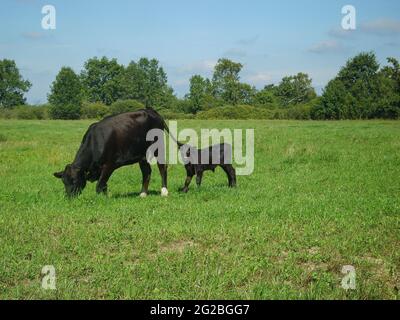 Herde kleiner Kälber auf der Weide Stockfoto