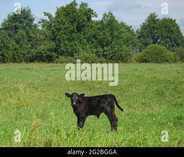 Herde kleiner Kälber auf der Weide Stockfoto