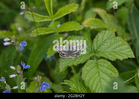 Grizzled Skipper ) Pyrgus malvae) Schmetterling, Oberseite Stockfoto