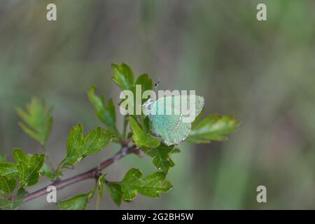 Unterseite eines grünen Haarsträhns (Callophrys rubi) Schmetterlings Stockfoto