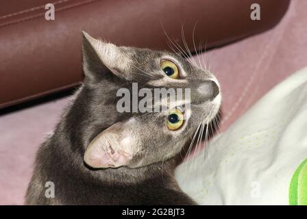 Junge Katze, die auf dem Sofa liegt, moskau Stockfoto