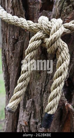 Ein braunes Seil, das sicher an einen stabilen Baumstamm geknotet ist. Nahaufnahme des Knotens. Seil um den Baumstamm. Wunderbare natürliche Umgebung. Nahaufnahme Climbi Stockfoto