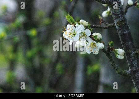 Nahaufnahme der Apfelblüte, die zu blühen beginnt Stockfoto