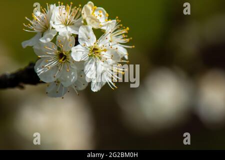 Apfelblüte, geringe Schärfentiefe, Frühjahrssaison Stockfoto