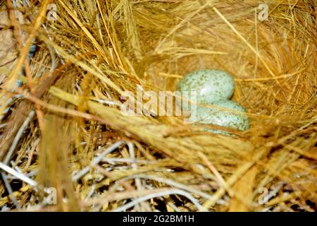 Nahaufnahme von zwei kleinen Kräheneiern in einem Vogelnest aus ReisHeu, Stroh, selektiver Fokussierung Stockfoto