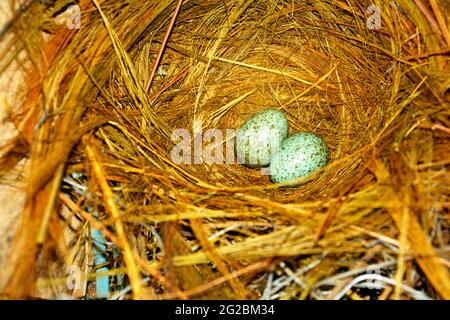 Nahaufnahme von zwei kleinen Kräheneiern in einem Vogelnest aus ReisHeu, Stroh, selektiver Fokussierung Stockfoto