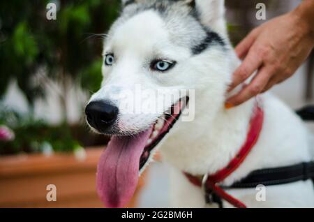 Husky Dog Nahaufnahme Porträt Stockfoto