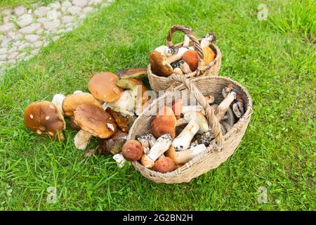 Verschiedene frisch gesammelte Pilze in Korbkörben auf grünem Gras Stockfoto