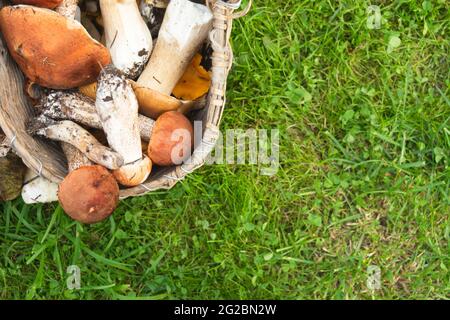 Verschiedene frisch gesammelte Pilze im Weidenkorb auf grünem Gras Stockfoto