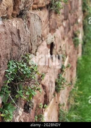 Nahaufnahme von kleinen grünen Pflanzen, die aus den Rissen einer Steinmauer am Leinpfad in Heidelberg wachsen. Stockfoto