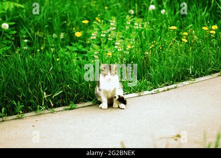 Eine flauschige Katze sitzt im Frühjahr auf dem Asphalt Stockfoto