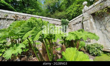 Gunnera manicata oder riesiger Rhabarber, der im Garten wächst und von einer alten Mauer umgeben ist Stockfoto