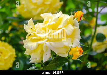 Ein gelber Rosenbusch, der in einem Wohngarten in Großbritannien blüht. Stockfoto