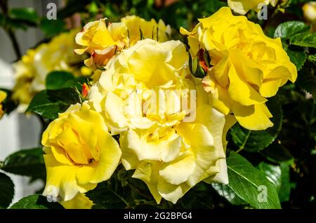 Ein gelber Rosenbusch, der in einem Wohngarten in Großbritannien blüht. Stockfoto