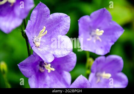 Nahaufnahme der violetten Campanula Medium, auch bekannt als Canterbury Bells Flowers. Stockfoto