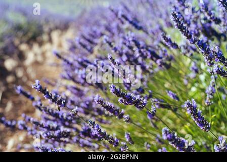 Lavendelspitzen. Lavendelfeld, Lavandula angustifolia, Lava Stockfoto