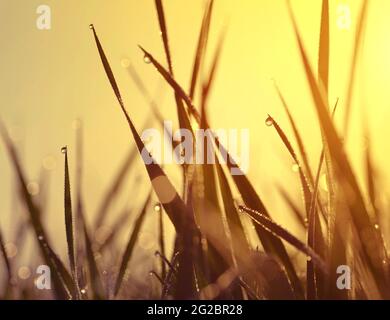 Frühlingsgras mit Tautropfen bei Sonnenaufgang in der Nähe. Stockfoto