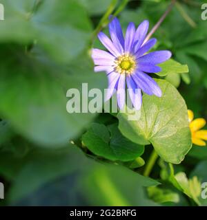 Anemonoides blanda, syn. Anemone blanda, die Balkananemone, die griechische Windblume oder Winterwindblume, ist eine Art blühender Pflanze aus der Familie R Stockfoto