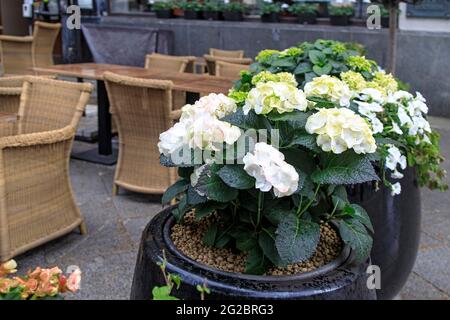 Ziersträucher von weißen und grünen Hortensien und Petunien in Große Töpfe im Freien säumen die Grenze von Cafés im Freien und Restaurants Stockfoto