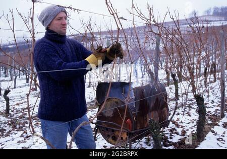 FRANKREICH. HAUT-RHIN (68) ELSASS REGION. STRASSE DER WEINE. WEINBERG UNTER DEM SCHNEE. WINZER SCHNEIDET SEINE REBE IN DER NÄHE DES DORFES TURCKHEIM Stockfoto