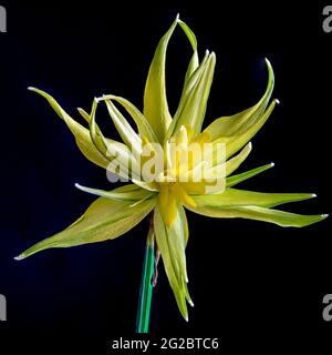 Narcissus rippen van winkle in Blüte isoliert auf schwarzem Hintergrund. Stockfoto