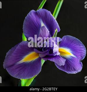 Lila Iris in Blüte isoliert auf einem schwarzen Hintergrund. Stockfoto