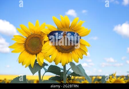 Sonniger, heller Sommertag auf einem Feld blühender Sonnenblumen. Daneben befinden sich zwei große gelbe Sonnenblumen, als Symbol der Liebe. Eine Blume in der Sonnengasse Stockfoto