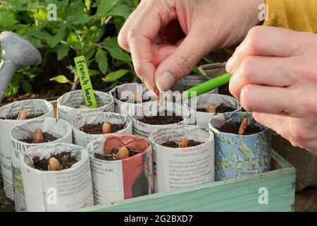 Aussaat von französischen Bohnen in Papiertöpfen. Frau, die „Violet Podded“ kletternde französische Bohnen - Phaseolus vulgaris - in Pflanzentöpfen aussaat, die in Zeitungen gestaltet wurden. VEREINIGTES KÖNIGREICH Stockfoto